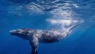 كيف تواجه الحيتان فرائسها الضخمة ؟