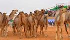 الرياض تستقبل ضيوف اختتام مهرجان الملك عبدالعزيز للإبل