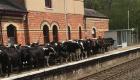 صور.. قطيع أبقار يغزو محطة قطار إنجليزية