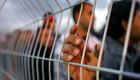 1300 فلسطيني يبدأون إضرابا بسجون الاحتلال 