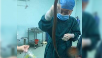 الثعبان البحري 