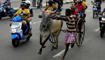 السنهاليون والتاميل يحتفلون برأس السنة السريلانكية