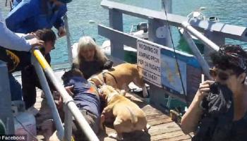 رجل يخاطر بحياته لإنقاذ كلبه 