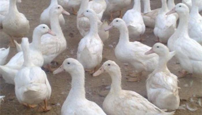 إيران تعلن ظهور إنفلونزا الطيور في الشمال