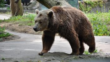 دب يلتهم يد طفل حاول إطعامه