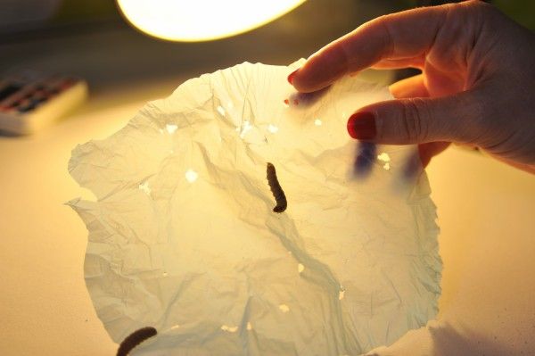 دودة الشمع حل سحري للقضاء على التلوث 60-121213-pollution-worms-plastic-2