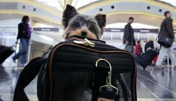 فضائح يونايتد إيرلاينز في شهر واحد