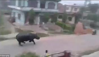 وحيد القرن الهارب