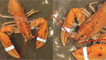 سرطان البحر البرتقالي النادر