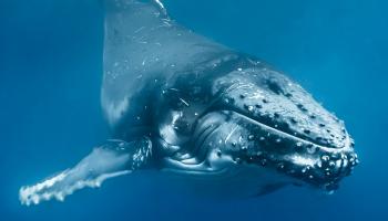 لقطة قريبة للحوت