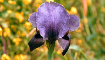 زهرة السوسن تقاوم التجاعيد وجفاف البشرة