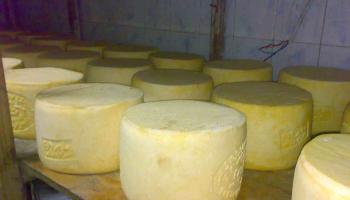 قرية إنجليزية تستضيف مسابقة سنوية لدحرجة الجبن