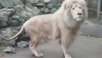 الأسد الأبيض "موتو" 