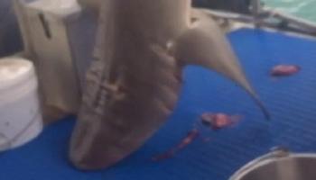 سمكة القرش بعد صيدها