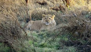 أسد في جنوب أفريقيا - رويترز