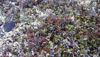 نبتة الأشنة - أرشيف رويترز