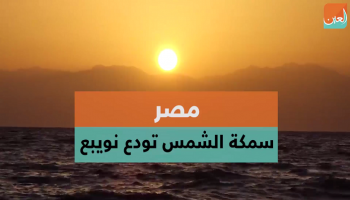 سمكة الشمس نادرة ويطلق عليها عالميا مولا مولا