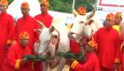 تايلاند تحتفل بالموسم الجديد للزراعة