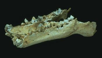 عظام أحفورية لفرس النهر بمنطقة الظفرة