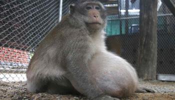 القرد العم السمين