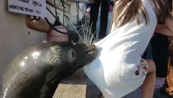 أسد البحر يوقع فتاة داخل المياه