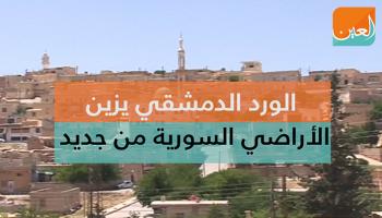 الورد الدمشقي يزين الأرض 