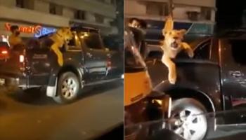 الأسد كان مقيدا بسلسلة في صندوق الشاحنة