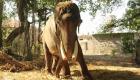 بالصور.. فيل هندي يتحرر من الأسر بعد 50 عاما