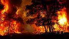 مقتل 19 شخصا وإصابة 20 آخرين في حريق غابات بالبرتغال