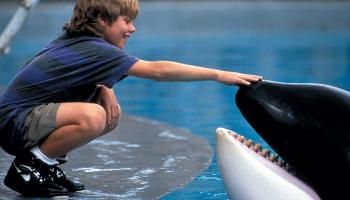 فيلم "فري ويلي"