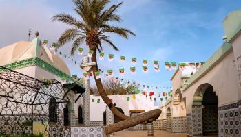 أقدم وأغرب نخلة في العالم بالجزائر