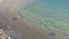 قنديل البحر يفسد عطلات المصريين بشواطئ المتوسط