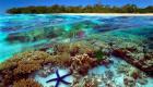 "يونسكو" ترفع الحاجز المرجاني العظيم من "المواقع المعرضة للخطر"