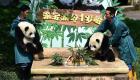 حديقة حيوان صينية تحتفل بعيد الميلاد الأول لأشهر ثنائي باندا