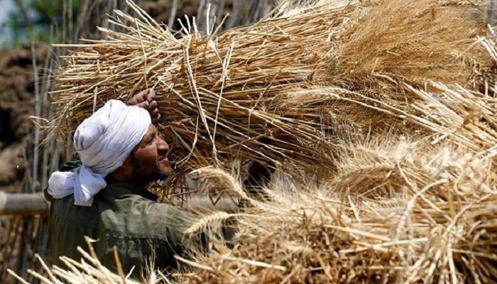   مزارع مصري يحمل سنابل قمح - رويترز