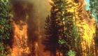 بالصور.. 50 درجة مئوية تشعل الحرائق في غابات الجزائر 