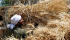 تنافس روسي فرنسي على تصدير القمح لمصر