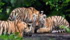 حديقة حيوان هامبورج تستقبل 4 من صغار النمور السيبيرية