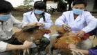 أول ظهور لإنفلونزا الطيور في الفلبين وإعدام 400 ألف طائر