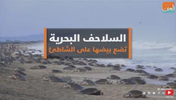 السلاحف البحرية تضع بيضها على شواطئ المكسيك