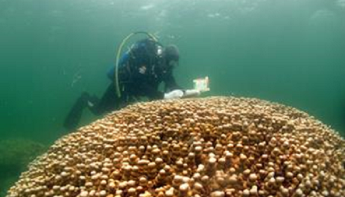 غواص بفريق الغوص الكويتي بالمبرة التطوعية أثناء تفقد الشعاب المرجانية