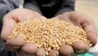 مصر ترفض شحنة قمح تحتوي على بذور الخشخاش