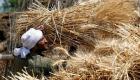  احتياطي مصر من القمح يكفي 6 أشهر 