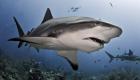 أستراليا تستخدم الذكاء الصنعي لمحاربة أسماك القرش