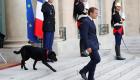 بالفيديو والصور.. رئيس فرنسا يختار كلب الإليزيه الجديد
