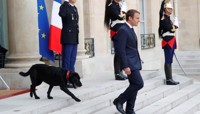 بالفيديو والصور رئيس فرنسا يختار كلب الإليزيه الجديد