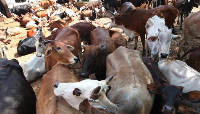 الحديث عن منع ذبح الأبقار يثير جدلا في الهند