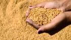 الجزائر تشتري 250 ألف طن من القمح