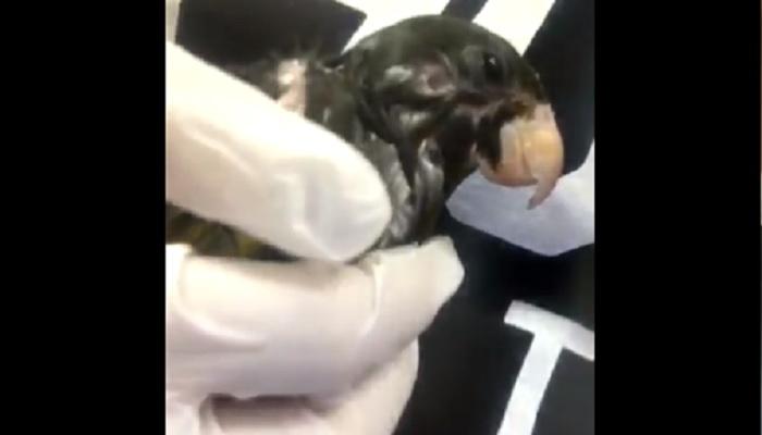 طالبة تحول منزلها إلى ملجأ للطيور