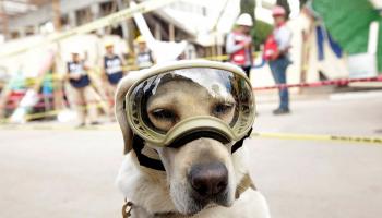 فريدا كلبة إنقاذ بالبحرية المكسيكية